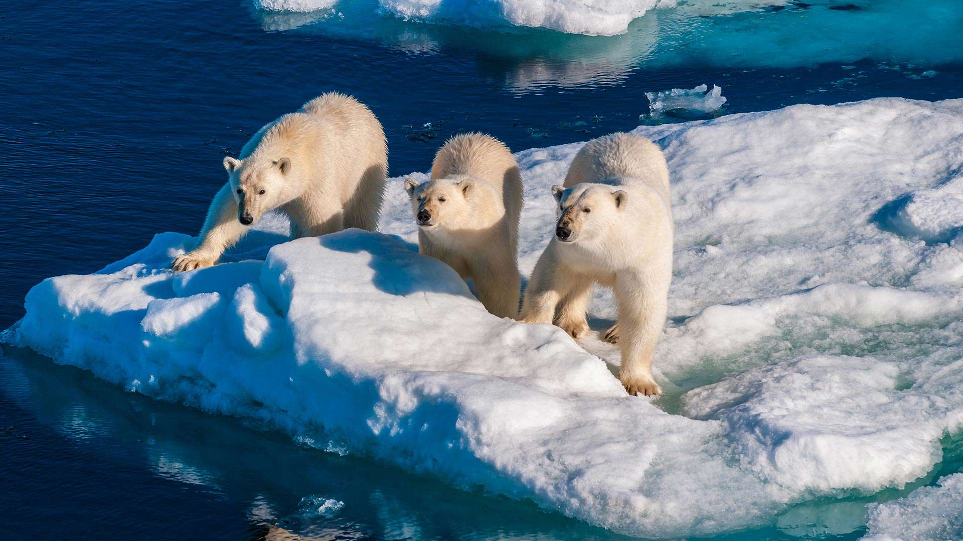 Svalbard Icebears