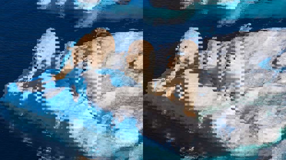 Svalbard Icebears